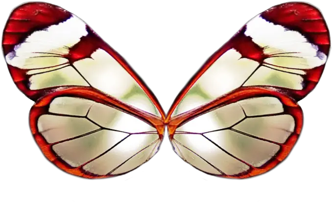  Red Butterfly Wings Png Real Red Butterfly Wings Butterfly Wing Png