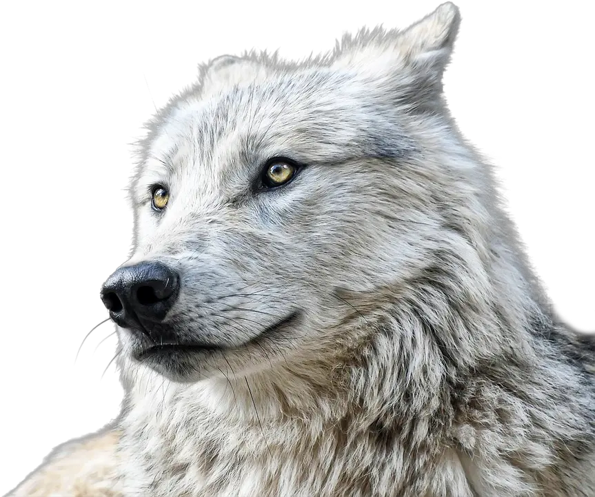  Wolf Animals Predator Free Photo On Pixabay Png Wolf Eyes Png