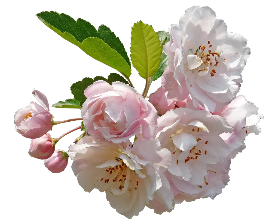  Blossom Crab Apple Free Photo On Pixabay Apple Blossom Flower Png Blossom Png