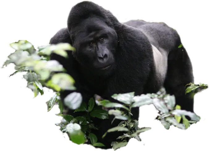  Gorillaland Safaris Churchillu0027s Pearl Safari Monkey Png Gorilla Transparent Background