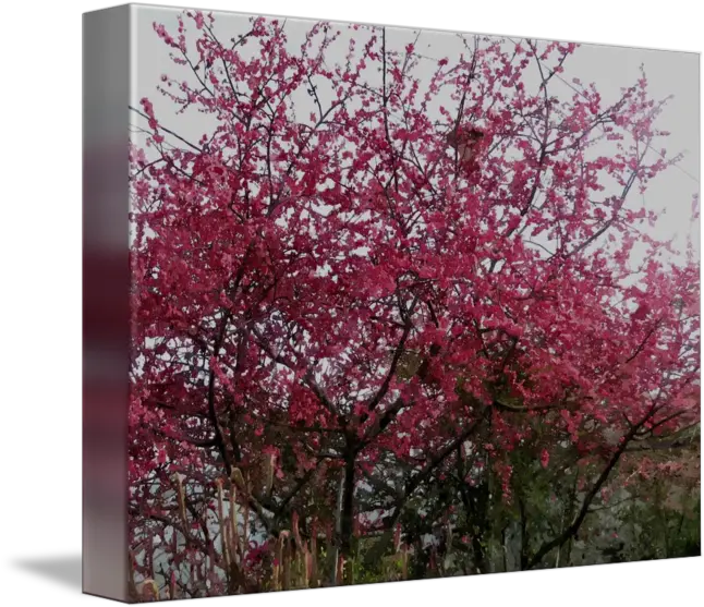  Cherry Blossom Tree By Lanjee Chee Cherry Blossom Png Cherry Blossom Tree Png