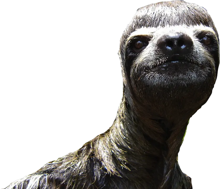  Sloth Animal Desktop Wallpaper Your Opinion Is Not Valid Png Sloth Transparent