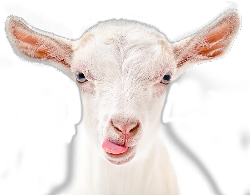  Eye Png Transparent Goat Face Png Goat Transparent