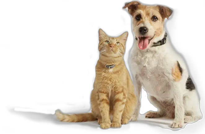  Onsior Why Choose Robenacoxib Orange Cat And Dog Png Orange Cat Png