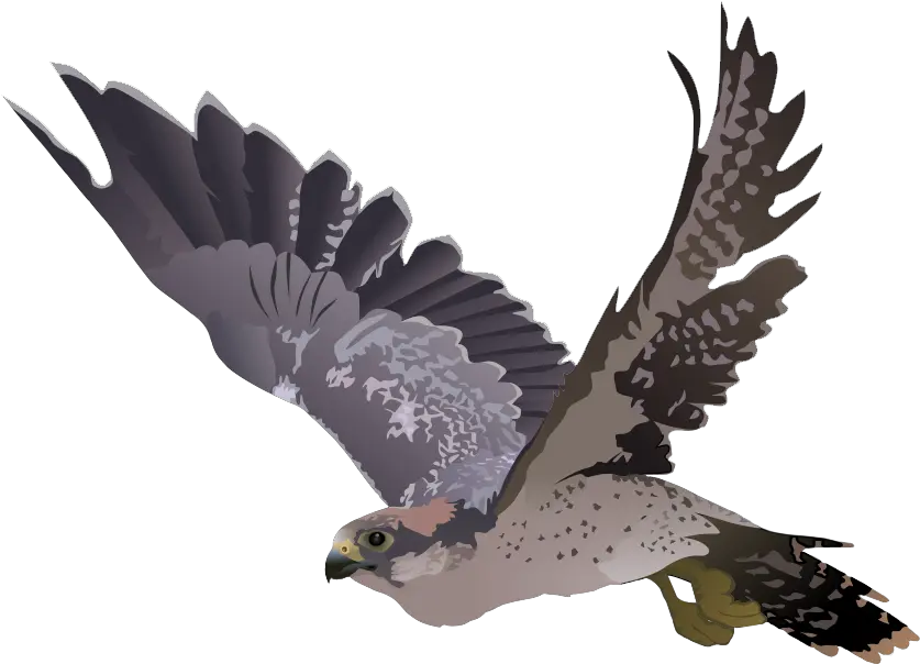  Download Falcon Png Transparent Image Transparent Background Falcon Png Falcon Transparent