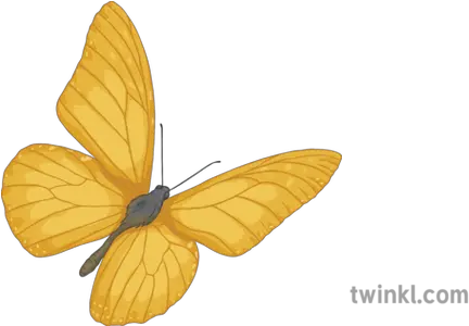  Yellow Butterfly Private Peaceful English Story Insect Riodinidae Png Yellow Butterfly Png