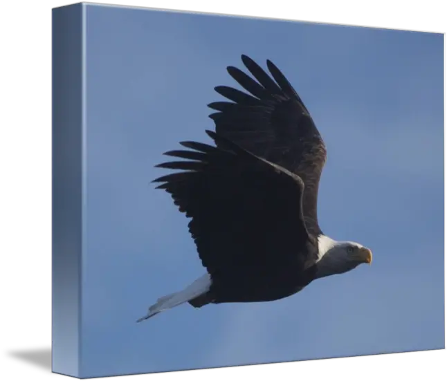  Eagle Flying By Kurt Thorson Bald Eagle Png Eagle Flying Png