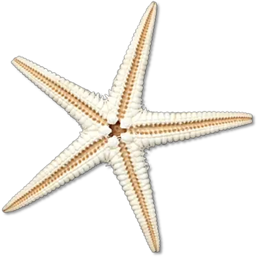  Sea Star Png Transparent Image Sea Star Png Sea Star Png