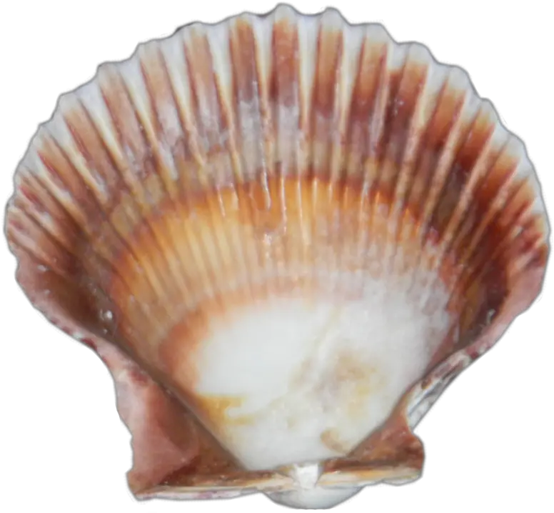  Png Images Sea Shell Png Sea Shell Png