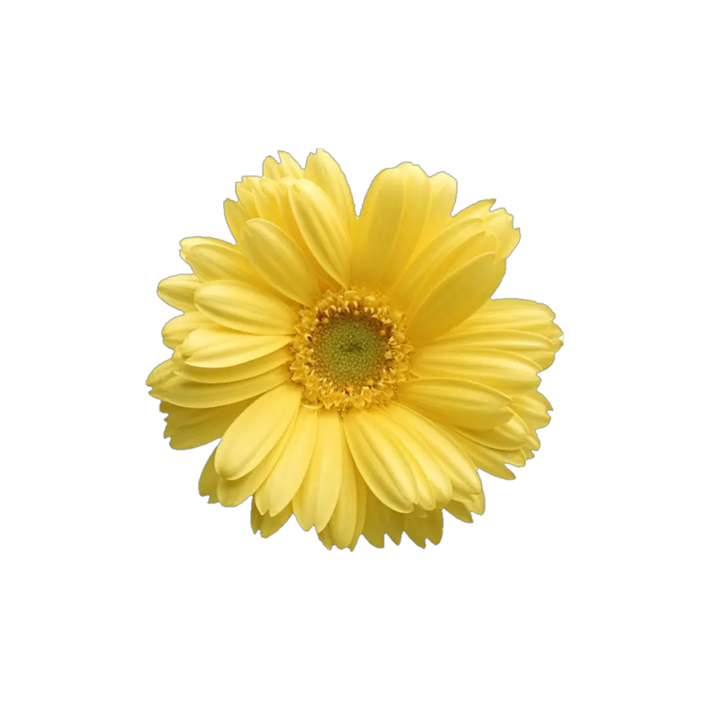  Free Daisy Public Domain Flower Images Yellow Daisy Flower Png Spring Flowers Png