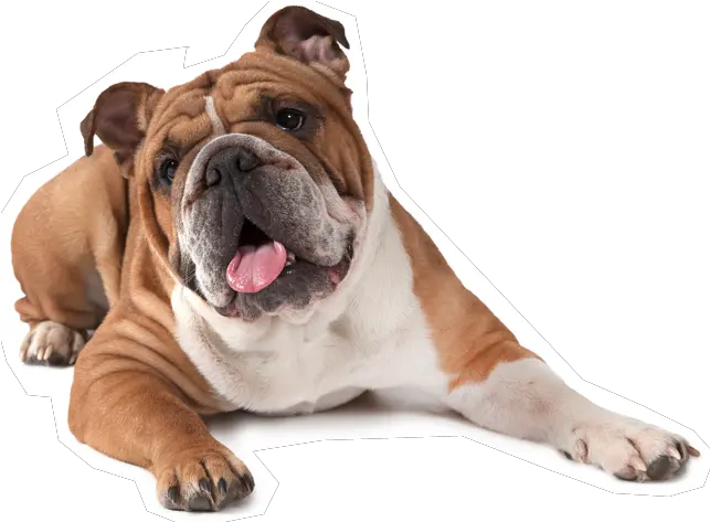  French Bulldog American Puppy English Bulldog Png Bulldog Transparent Background