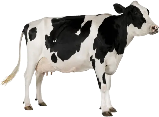  Download Free Png Background Cowtransparent Dlpngcom Milk Australian Cow Png Cow Transparent