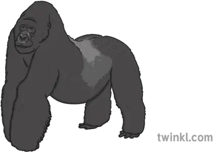  Mountain Gorilla Illustration Twinkl Twinkl Gorilla Png Gorilla Png