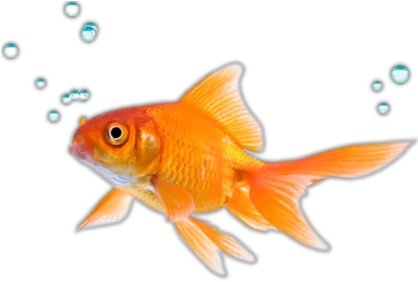  Png Hd Transparent Fish Play Against The Fish Fish Swimming Png