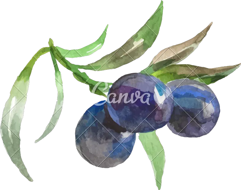  Watercolor Painting Of Grapes Vector Icon Illustration Fresh Png Grapes Icon