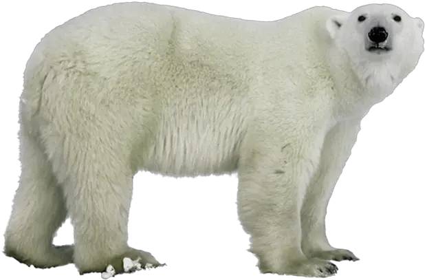  Polar White Bear Png Polar Bear No Background Polar Bear Png