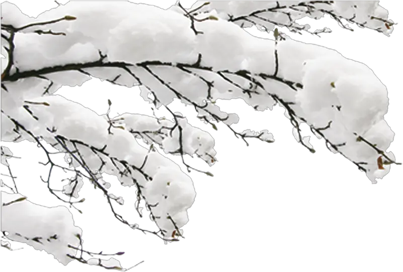  Snow Winter Fundal Winter Tree Branch Png Snow Transparent