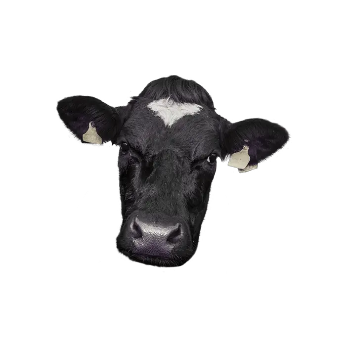  Cow Face Png Picture Cow Face Png Cow Emoji Png