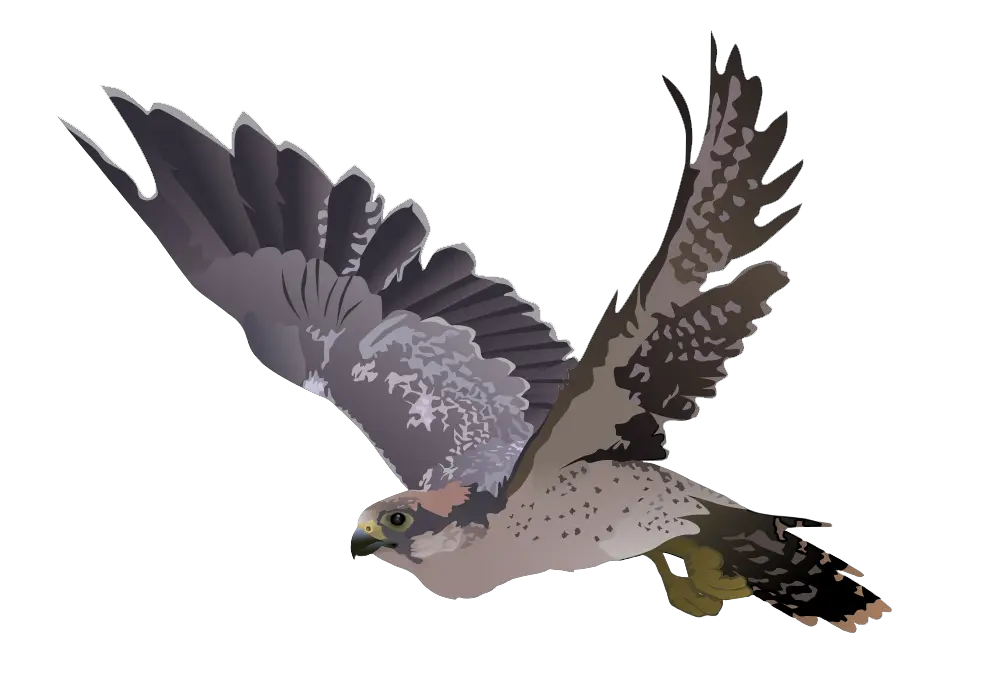  Falcon Png Transparent Images 7 Cartoon Falcon Transparent Background Falcon Png