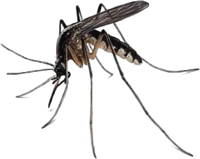  Mosquito Png Transparent Images All Mosquito Png Transparent Fly Transparent Background