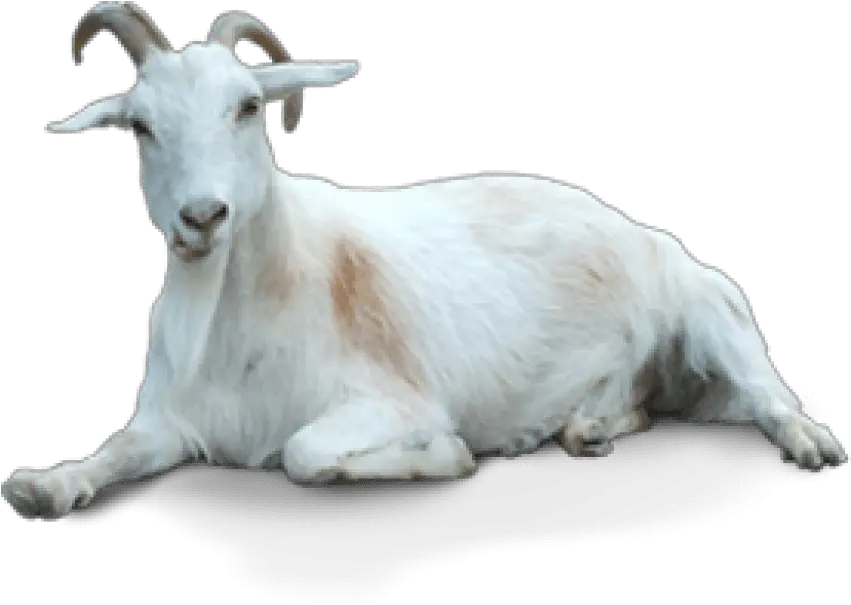  Png Goat Transparent Background Goat Png Goat Png