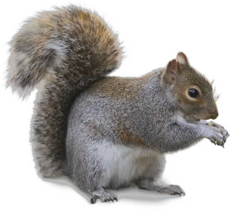  Squirrel Png Transparent Image Squirrel Picnic Table Feeder Squirrel Transparent