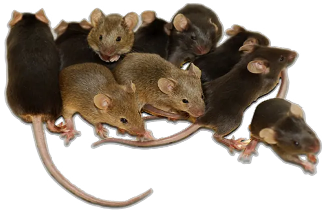  Camel Transparent Background U2013 Gameznet Royalty Free Stock Media Mice In A Cage Png Rat Transparent Background