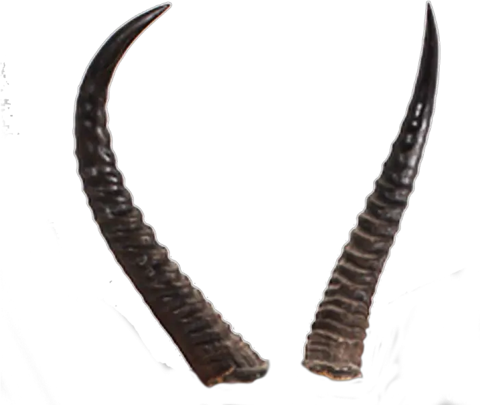  Devils Horn Transparent Image Realistic Devil Horns Transparent Background Png Devil Horns Transparent Background