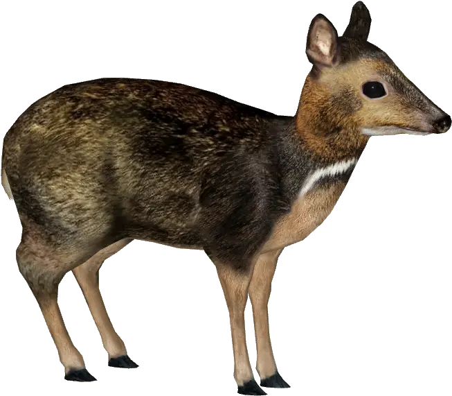  Download Philippine Mouse Deer Philippine Mouse Deer Png Philippine Mouse Deer Png Mouse Animal Png