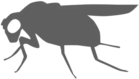  Fly Wing Silhouette House Fly Png Fly Png