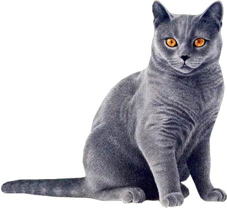  Download Free Png Black Cat Yellow Eyes Hd Images Of Cat Cat Eyes Png