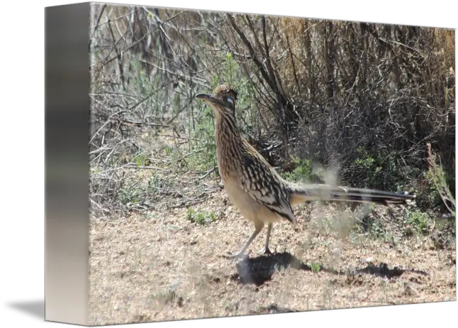  Running Road Runner Img6719 By Jacque Alameddine Png