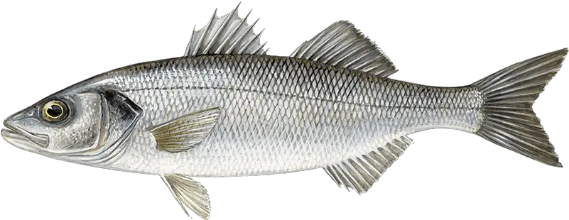  Species U2022 Youngu0027s Seafood Sea Bass Png Bass Fish Png