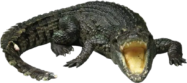  Crocodile Png Transparent Image Alligator Background