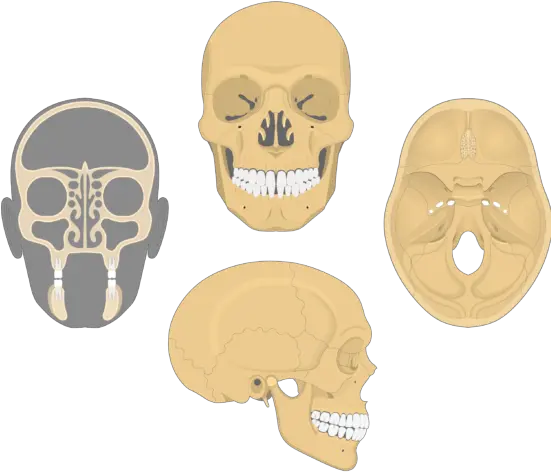  Frontal Bone Anatomy All Views Of Skull Png Skull And Bones Png