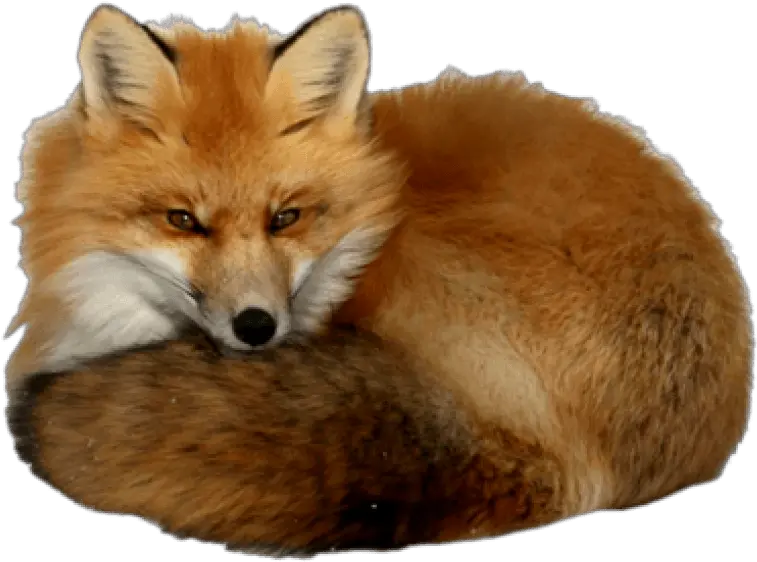  Fox Clipart Dhole Picture 1150308 Realistic Red Fox Clipart Png Fox Clipart Png