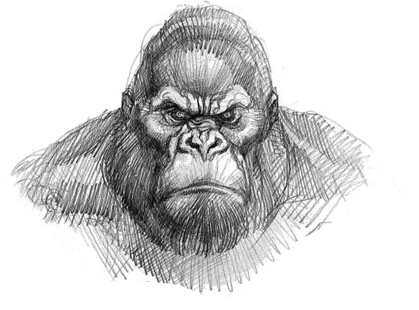  King Kong Drawing Easy Png Download King Kong Face Drawing Kong Png