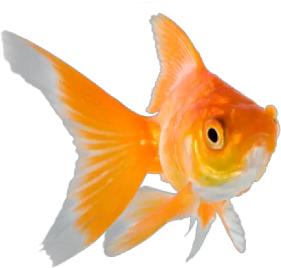  Png Background Fishy Goldfish Transparent