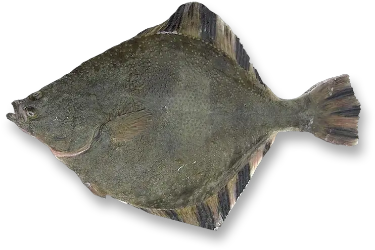  Starry Flounder Oceanlamb Png