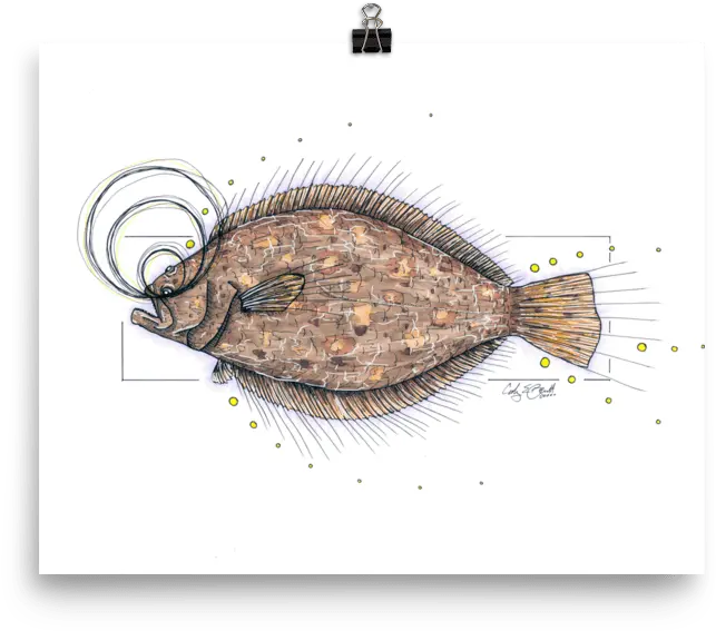  Flounder Gulf Inshore Slam 3 Of Sole Png Flounder Png