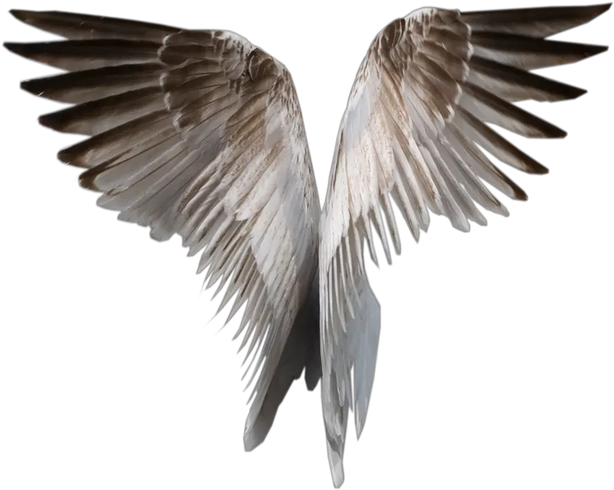  White Wings Png Image Angel Wings Gif Png Wings Png