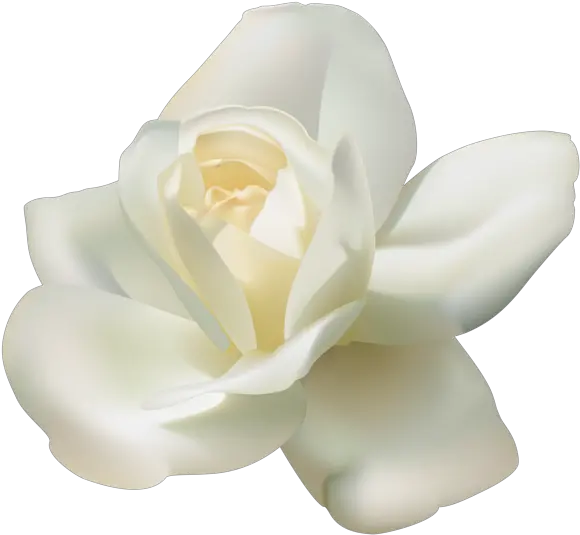  Download White Rose Png Transparent White Rose Png Real Rose Png