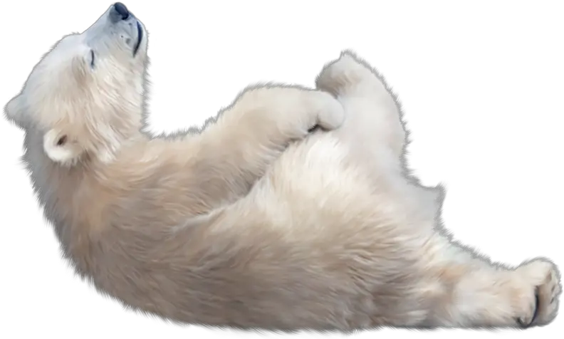  Polar Bear Transparent Image Baby Polar Bear Png Bear Transparent