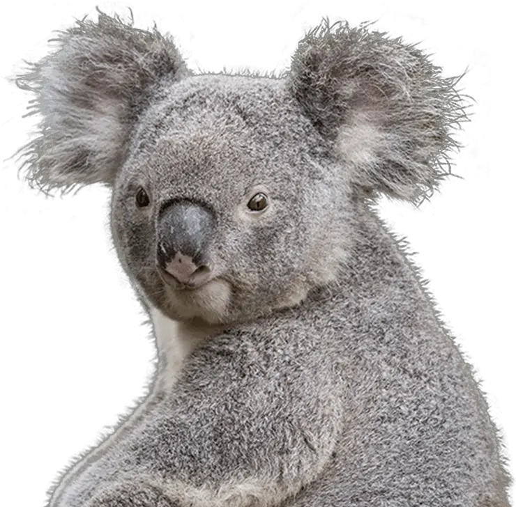  Koala Face Free Png Transparent Photo Koala Bear Transparent Background Koala Transparent