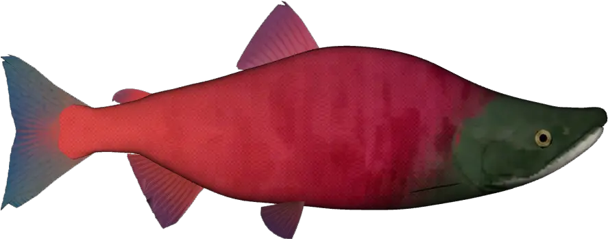  Download Sockeye Salmon Png Sockeye Salmon Transparent Sockeye Salmon Salmon Png