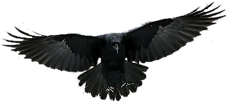  Transparent Background Crow Flying Png Flying Crow Transparent Background Crow Transparent