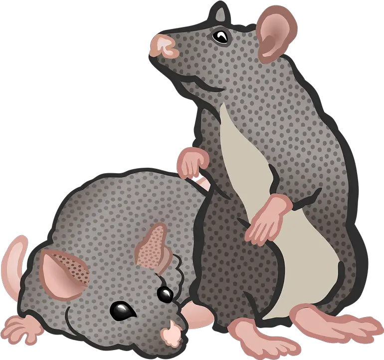  Animal Animals Education Transparent Rat Mouse Clipart Png Rat Transparent