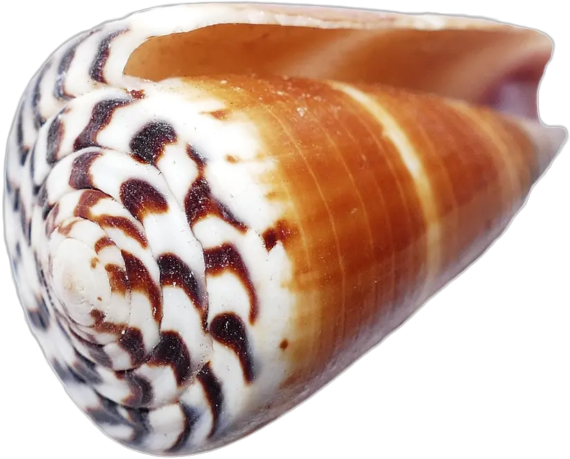  Seashell Shells Sea Free Photo On Pixabay Seashell Png Sea Shells Png