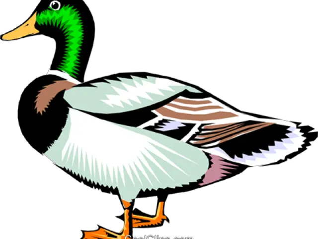  Mallard Duck Royalty Free Vector Clip Duck Clipart Panda Png Duck Clipart Png