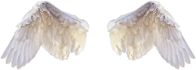  White Wings Png Pic Editing Bird Wings Png Wing Png